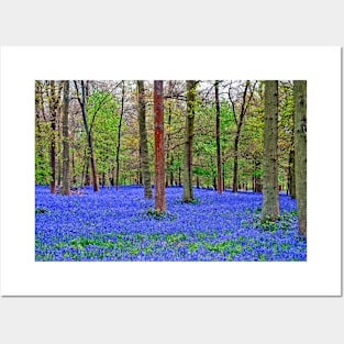 Bluebell Woods Greys Court Oxfordshire England UK Posters and Art